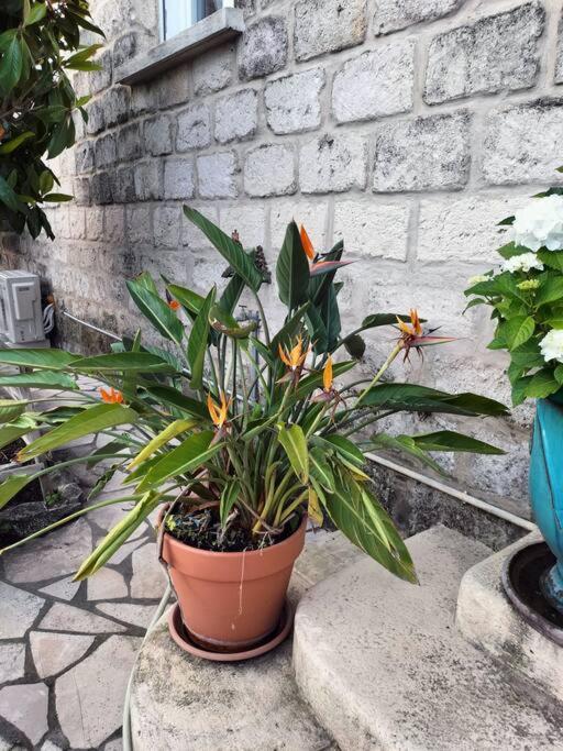 Charmant Appart Avec Jardin 艾格-莫尔特 外观 照片